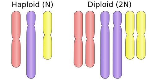 Understanding diploid, the concept of ploidy, the difference between haploid and diploid cells, and the biological importance of diploids. Mitotic Cell Division: What is Mitosis? What is Meiosis?