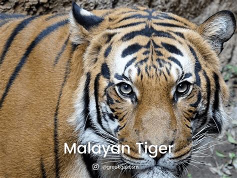 Farm animals have a job to do. 8 Endangered Animals in Malaysia | LokaLocal