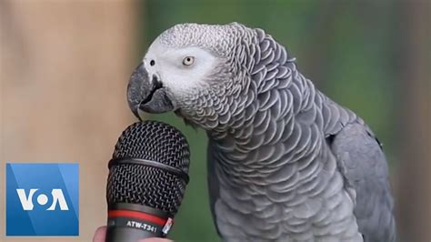 Talking Parrot Youtube Talking Parrots African Grey Parrot Talking