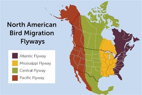 Avian Superhighways The Four Flyways Of North America Abc