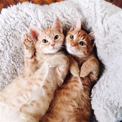 When Two Ginger Kittens Were Found Abandoned In A Garden Their
