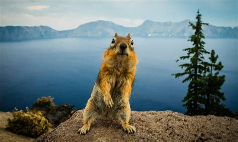 Crater Lake Wildlife Alltrips