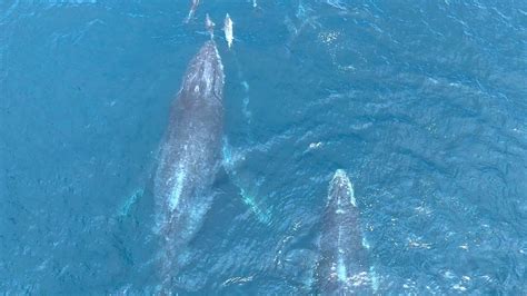 dolphin sex humpback feeding and minke whales weekend recap 4k hdr youtube