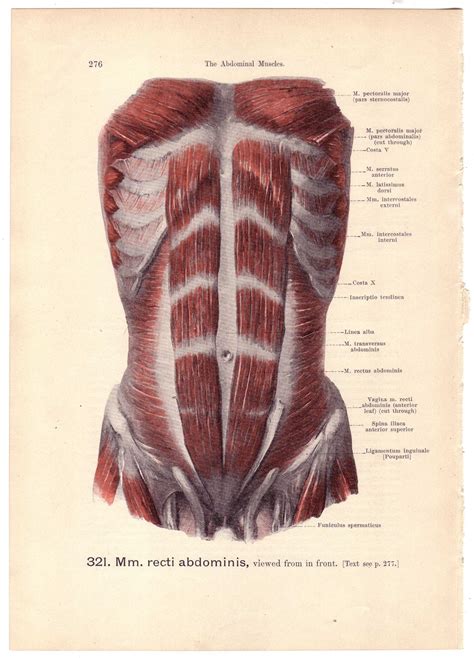 Abdominal Muscle Anatomy Male Lower Abdominal Muscles Anatomy Cea1