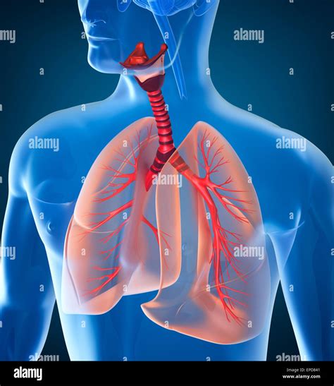 Anatomia Umana Del Sistema Respiratorio Foto Stock Alamy