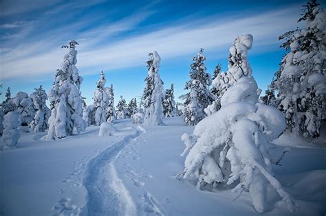 Image Lapland Region Finland Winter Spruce Nature Snow Trees