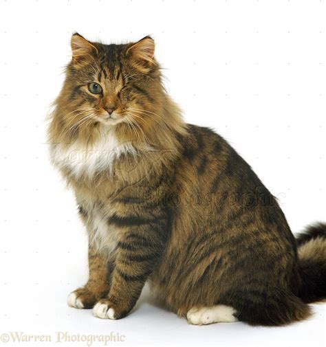 15'' x 12''.the dog bed ideal for small dogs, cats, and young pets. One-eyed tabby cat photo WP12201