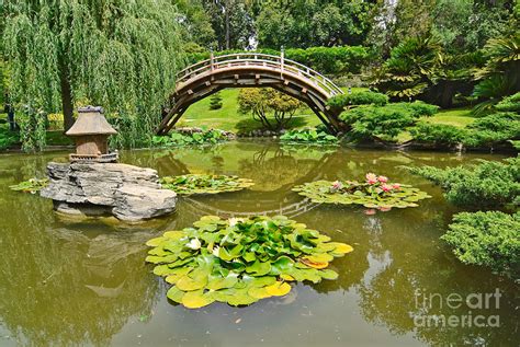 Koi swimming in the pond. Japanese Garden With Moon Bridge And Lotus Pond With Koi ...