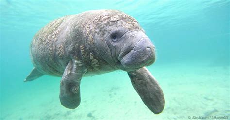 Manatees Are No Longer Endangered But Theres A Downside