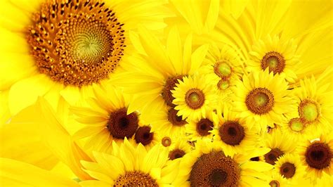 Yellow Sunflower Filament Hd Yellow Wallpapers Hd Wallpapers Id 46157