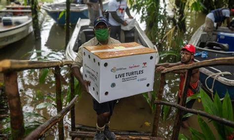Coronavirus Closures Threaten Future Of Papua New Guineas Only Animal