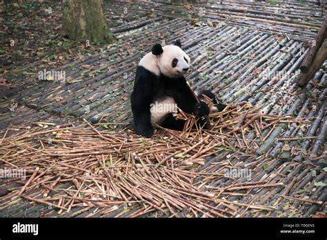Panda Comiendo Bambú En Base De Pandas Gigantes De Chengdu Sichuan