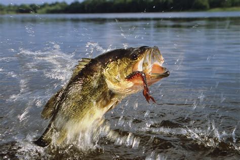 10 Bass Lures To Up Your Fishing Game In 2022