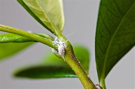 How To Get Rid Of Mealybugs Naturally