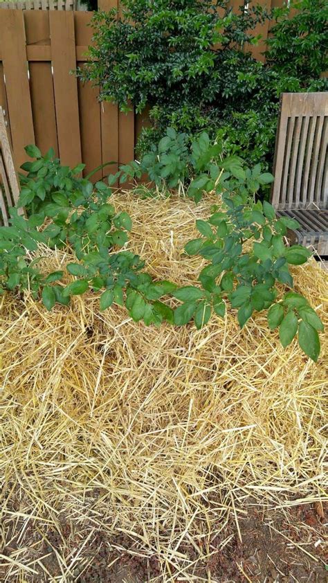 Best Plants For Straw Bale Gardening What To Grow In Straw Bales