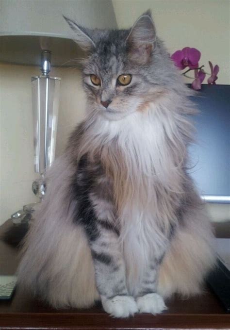 Kitten or adult, take your maine coon to your veterinarian soon after adoption. 490 best The Maine Coon images on Pinterest | Kitty cats ...