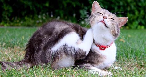 How To Tell If Your Cat Has Fleas 10 Signs And Symptoms To Know
