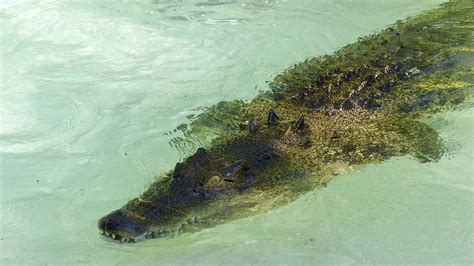 Will The Saltwater Crocodiles Of Andaman Live Or Die Times Of India