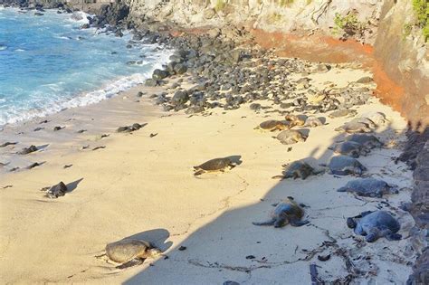 Turtle Beach In Maui Hookipa Turtles Where To See Turtles On Beach