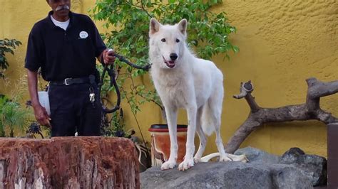 Wolf Howling At The San Diego Zoo 2014 Youtube
