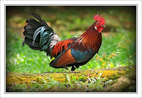 Red Jungle Fowl Love These Colors Wildlife Photography Fowl Chickens