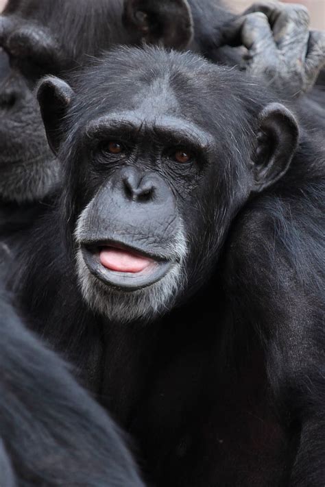 Close Photography Monkey Animal Ape Chimp Chimpanzee Cute Eye