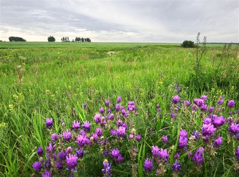 Purple Flowers In A Meadow Stock Photo Image Of Trees 189489936