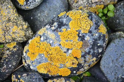 It is located at an elevation of 2,750 metres. Experts find 12 new species of Philippine lichens - Ronda Balita