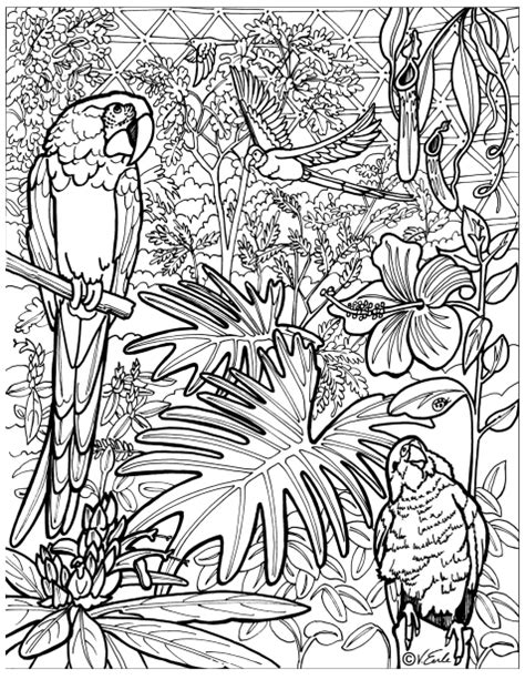 Rainforest Coloring Pages Fun Coloring