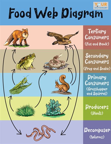 Simple Food Web Examples For Kids Yourdictionary