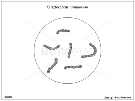 Streptococcus Pneumoniae Illustrations