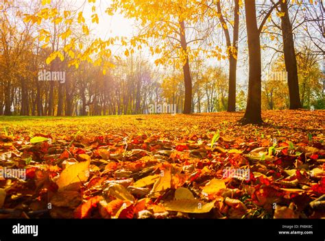 Sunny Scene Hi Res Stock Photography And Images Alamy