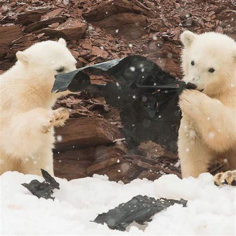 The Polar Bears Were Found Playing With Plastic In A Remote Region Of