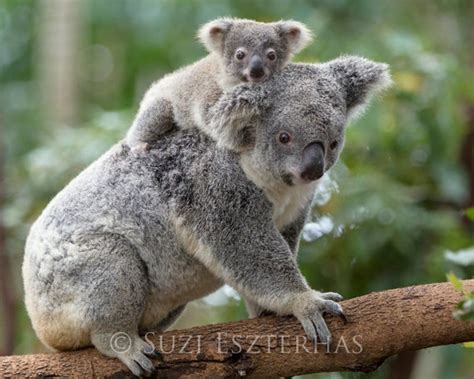 Baby Koala And Mom Photo Koala Bear Safari Baby Nursery Etsy