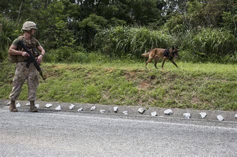 Filepaw Patrol Military Working Dogs Execute Explosive Detection