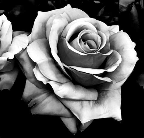 Pin By Susan Brown On Black And White Pictures Realistic Rose Tattoo