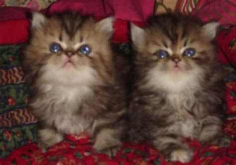 Enter a location to see results close by. PERSIAN CATS KITTENS for Sale India FOR SALE ADOPTION from ...