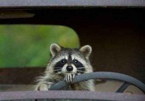 Top 10 Learner Animals Driving Cars Cute Animals Cute Raccoon Cute