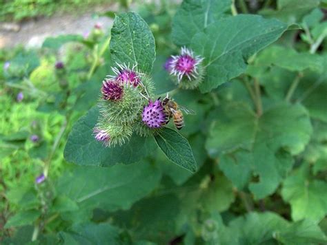 Growing Burdock The Complete Guide To Plant Grow And Harvest Burdock