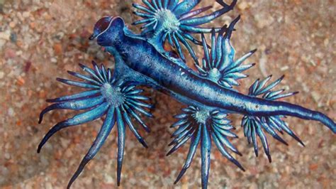 Weird Glowing Blue Sea Creature That Eats Jellyfish Washes Up On