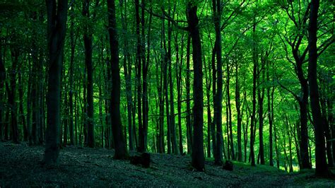 Green Forest Hd Wallpaper Background Image 1920x1080 Id1036023 Wallpaper Abyss