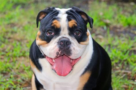 Tri Color English Bulldog Are They Really That Rare