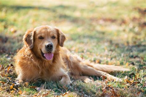 Golden Retriever On Park Stock Image Image Of Breed 91525549