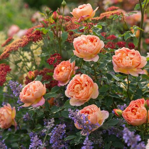 Lady Of Shalott English Hedging Bundle 5 Roses Disease