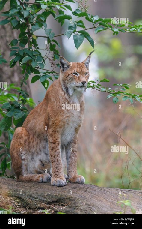 Eurasischer Luchs Lynx Lynx Eurasian Lynx Stock Photo Alamy
