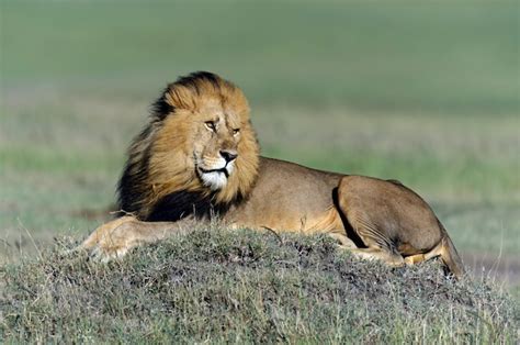 Premium Photo Lion In Its Natural Habitat Africa Kenya