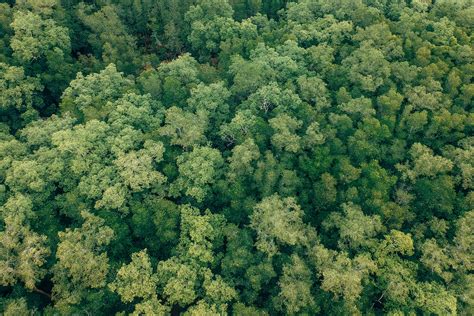 Aerial Shot Of Green Trees · Free Stock Photo