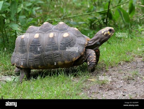 South American Red Footed Tortoise Chelonoidis Carbonaria Stock Photo