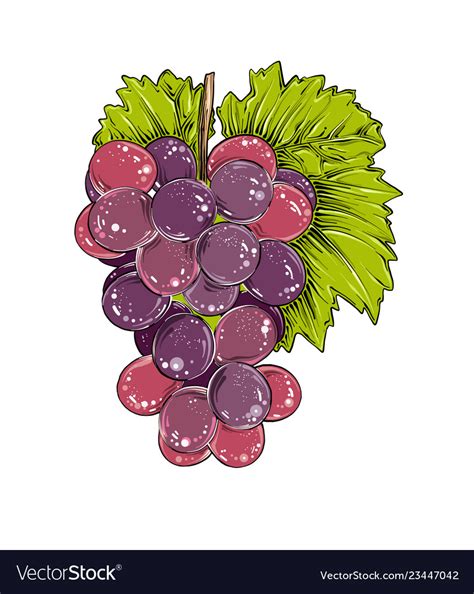 Hand Drawn Sketch Of Grapes In Color Isolated Vector Image