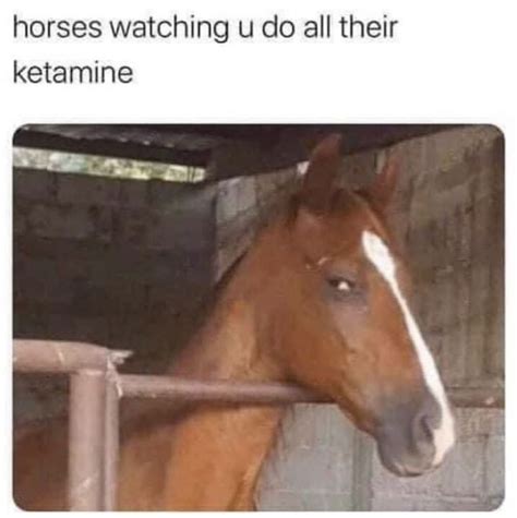 horses watching     ketamine meme shut     money
